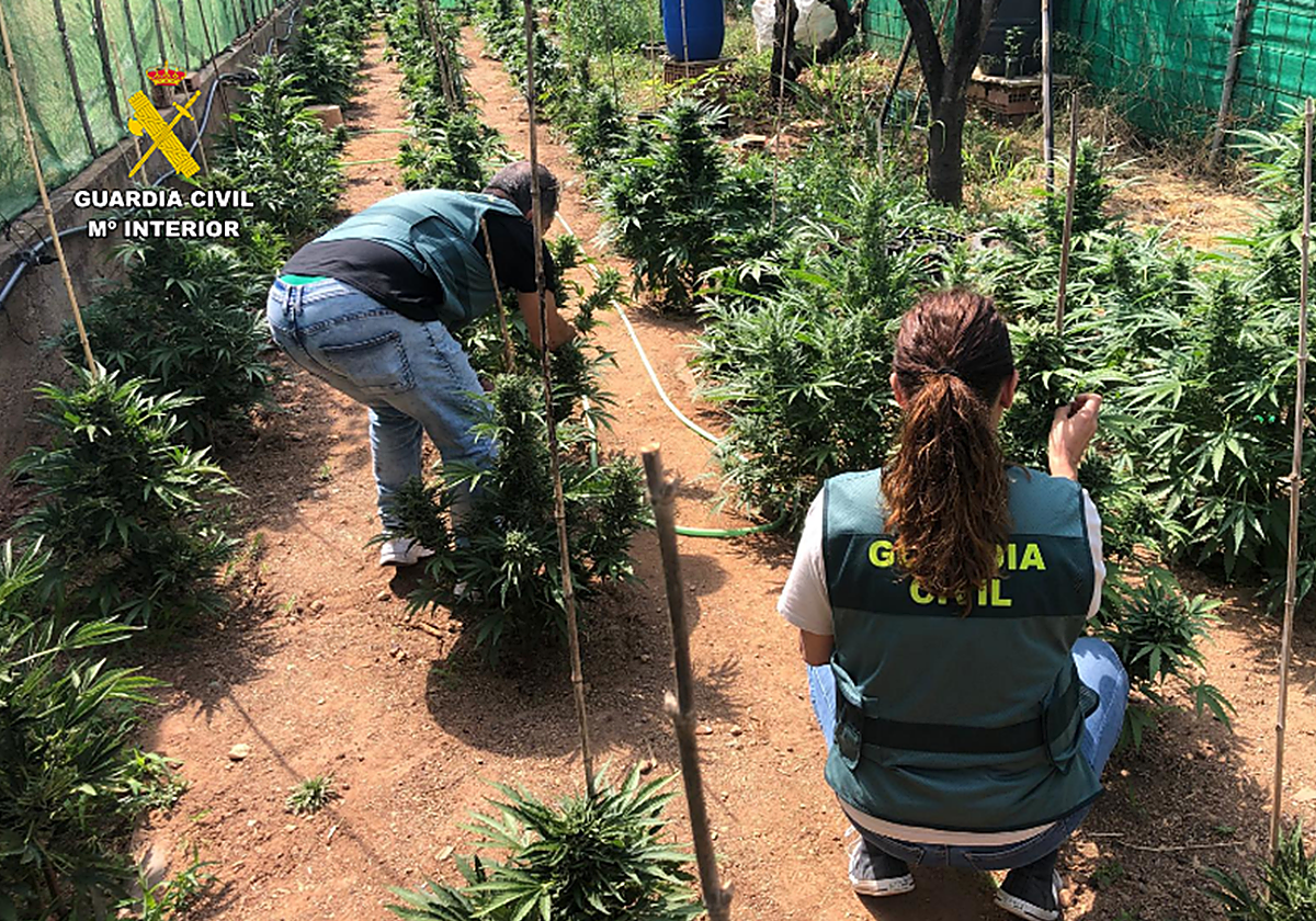 La Guardia Civil sorprende al dueño de una finca que cultivaba marihuana entre frutas.