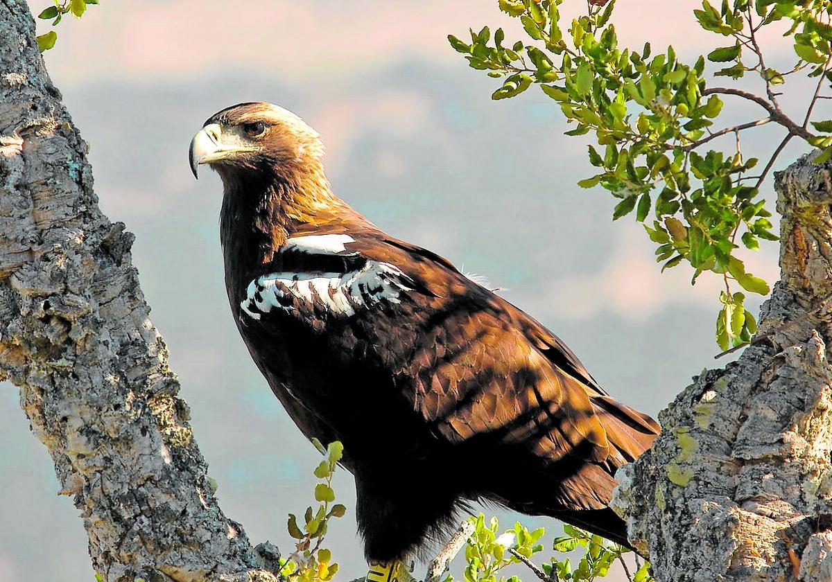 Ejemplar de águila imperial ibérica.