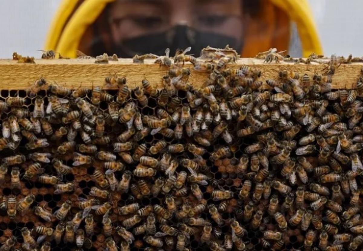 Un apicultor de 70 años azuza centenares de abejas contra dos agentes de tráfico que lo pillaron borracho y sin cinturón al volante