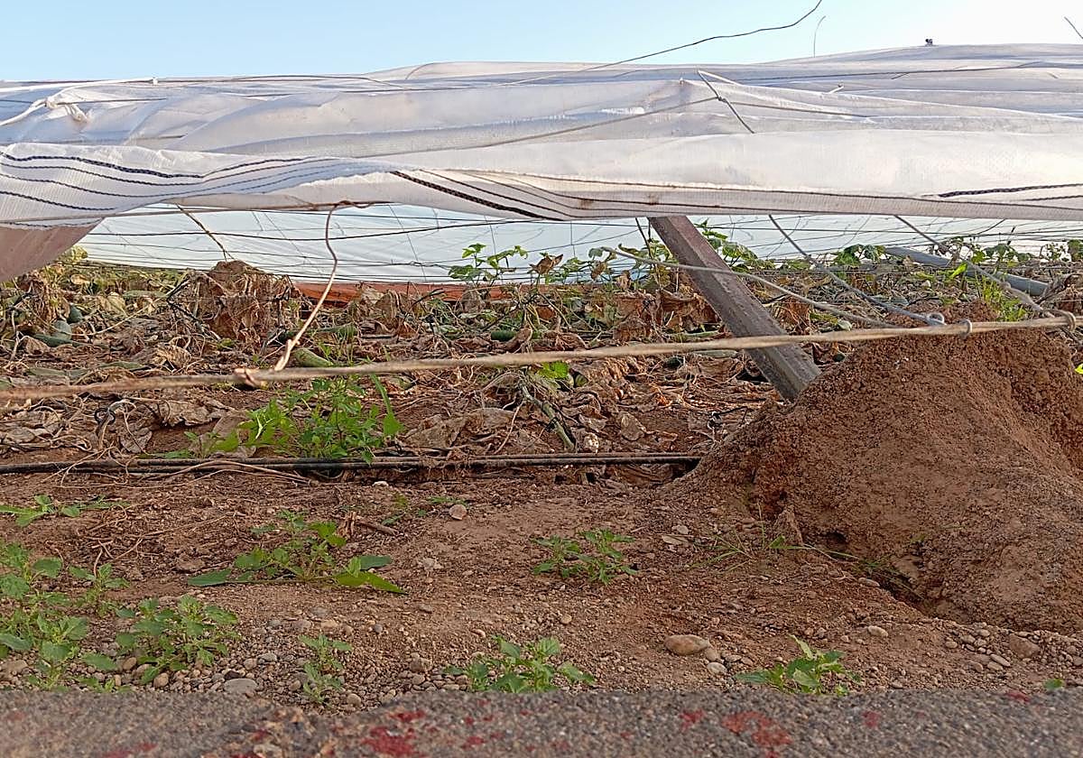 La Junta activa ayudas por 47,8 millones para agricultores y ganaderos afectados por la DANA y la sequía