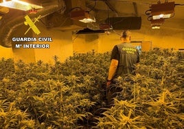 Plantas localizadas por los agentes.