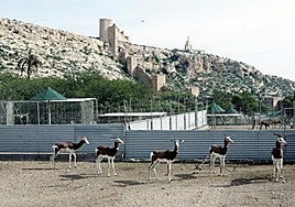 La Fiscalía no ve delito en la muerte de gacelas del CSIC por los conciertos y pide el sobreseimiento