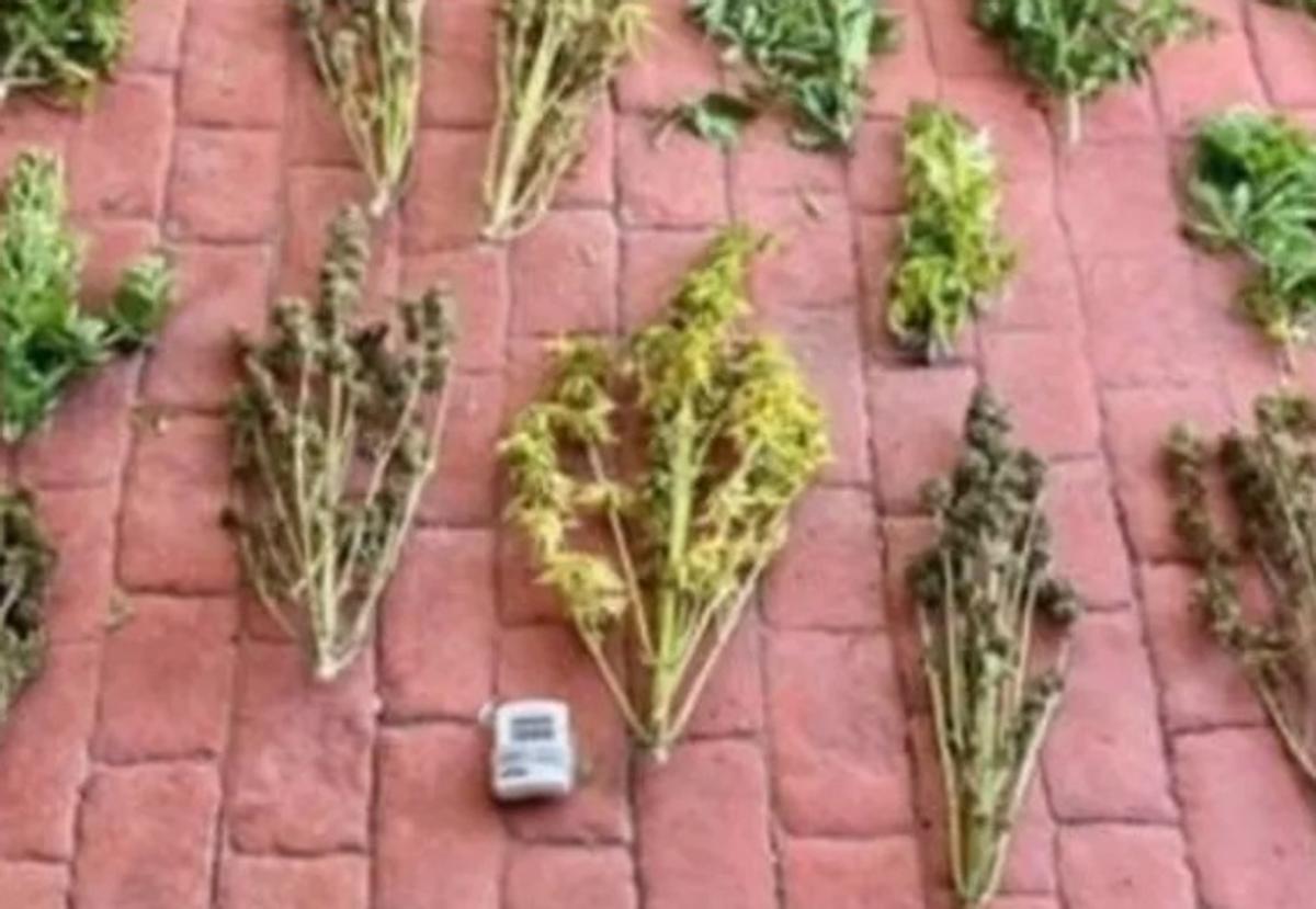 Publica fotos de sus plantas de marihuana en redes sociales y la Guardia Civil va a por él.