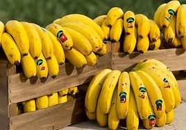 El precio del pátano de Canarias se dispara