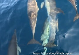 Delfines acompañan a la embarcación del biólogo Luis Sánchez.