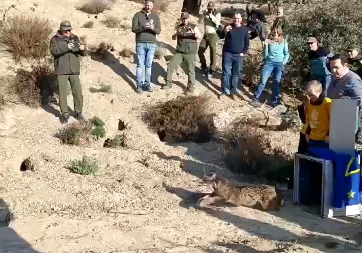 Al menos, cuatro linces ibéricos en Sierra María-Los...