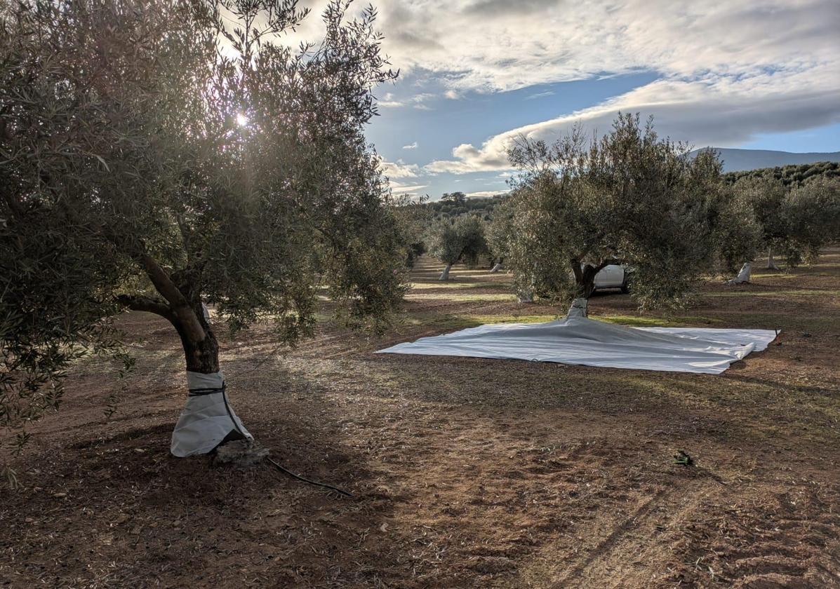 Imagen de la malla desplegada en un olivo.