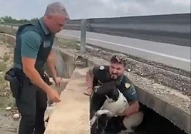Rescate del perro en una acequia de Valencia.