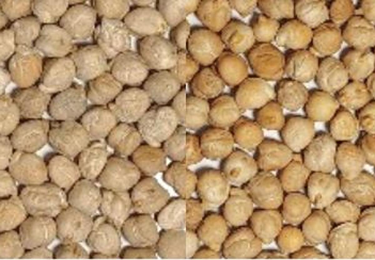 Revelan el alto potencial nutricional de las semillas de garbanzo conservadas en bancos de germoplasma españoles