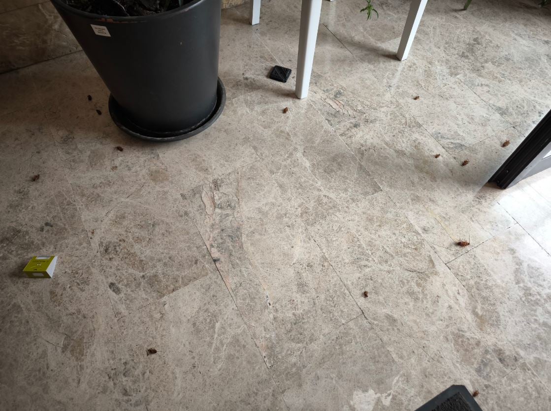 Denuncian una plaga «insoportable» de cucarachas en...