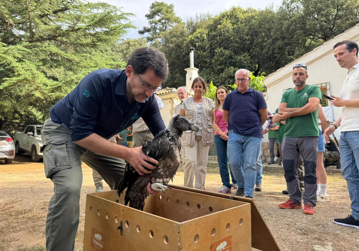 Suelta del quebrantahuesos en presencia de la consejera de Sostenibilidad y Medio Ambiente.