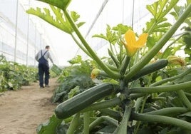 Las compañías agrícolas, de hostelería, las inmobiliarias y de transporte, las más dinámicas