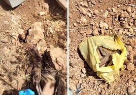 Restos de huesos animales en la finca de la denunciada