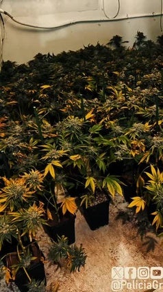 Marihuana encontrada tras un incendio en Granada