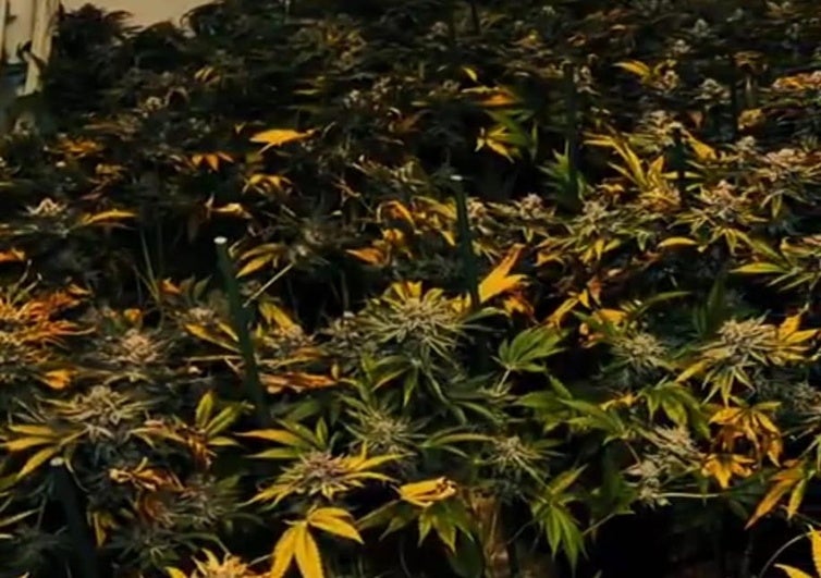Alertan de un incendio en una casa y la Policía encuentra 158 plantas de marihuana cuando llega