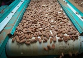 Almendra pelada en una cinta transportadora antes de ser envasada.