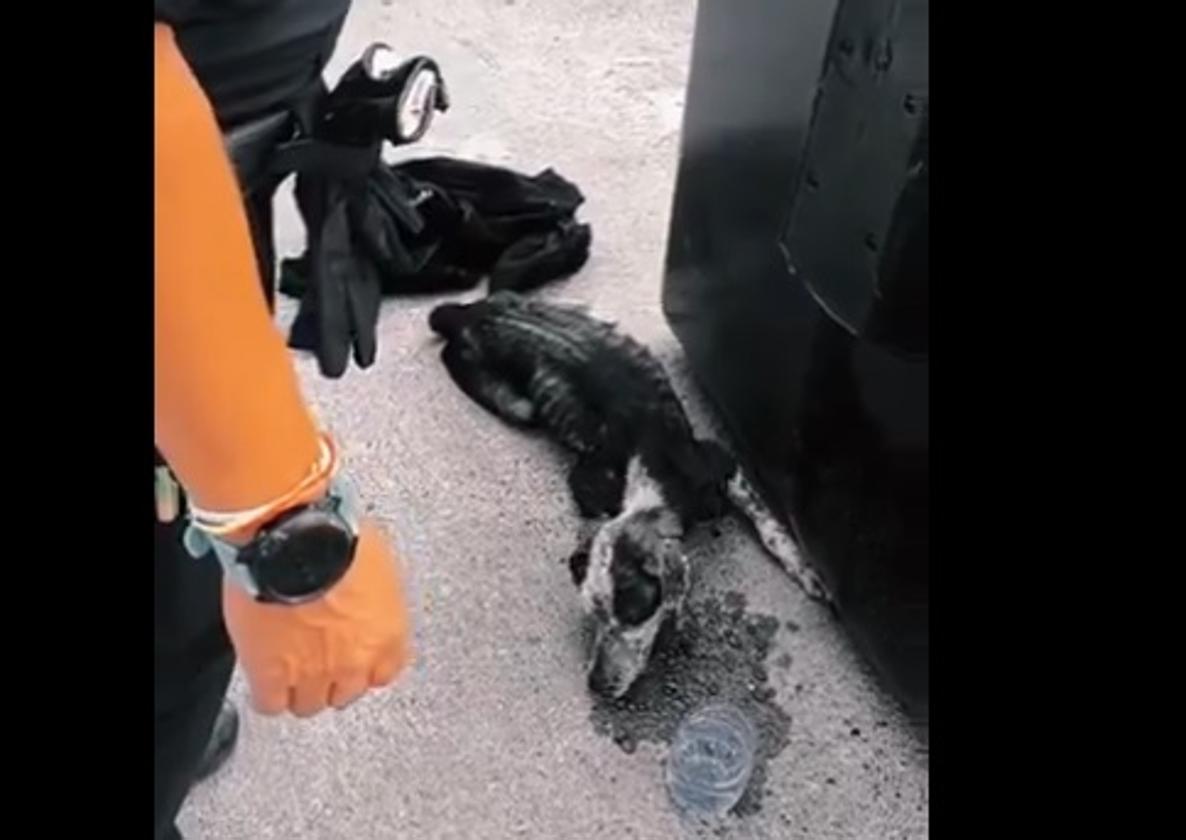 La Policía Local rescata a una perra abandonada en estado...