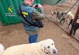 Operación contra la venta ilegal de perros en Jaén