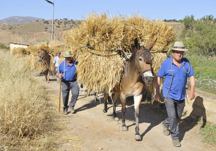 El pueblo de Granada que ha regresado al pasado para recrear una antigua práctica agrícola