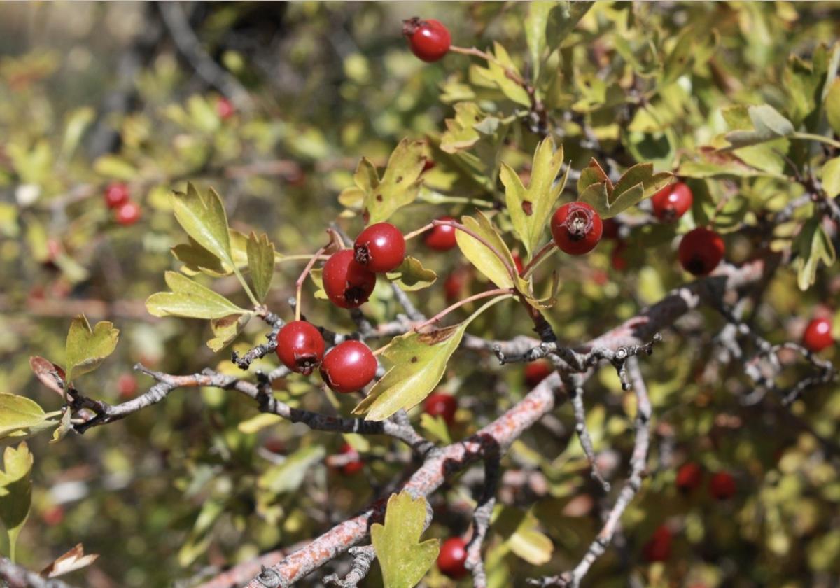 Investigadores de la UGR descubren el alto poder antioxidante de frutas tradicionales de la Vega de Granada