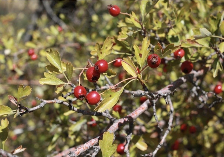 Investigadores de la UGR descubren el alto poder antioxidante de frutas tradicionales de la Vega de Granada