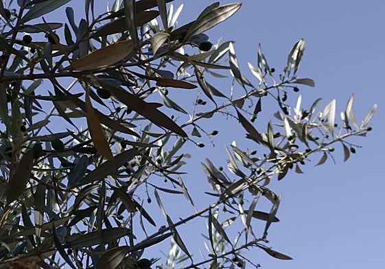 El olivar necesita condiciones favorables en otoño para completar la maduración.