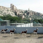 La alcaldesa de Almería ve predisposición de la EEZA para llevar sus gacelas a El Calcetín tras visitar la parcela