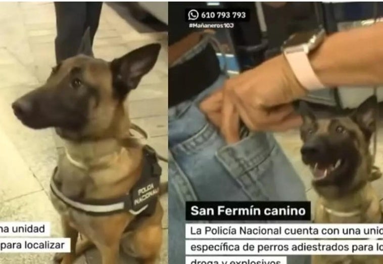 En TVE en directo: un perro policía encuentra droga en el bolsillo de una chica en Sanfermines