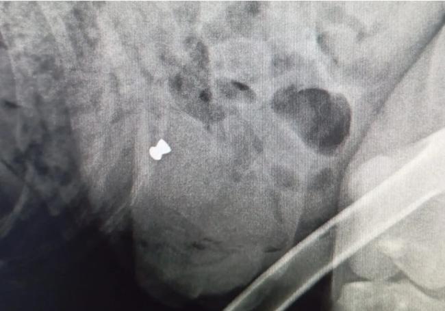 Imagen de la bala de una radiografía del husky asesinado.