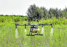 Fumigación con drones para prevenir la presencia de mosquitos transmisores del Virus del Nilo.