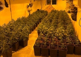 Desarticulan dos clanes enfrentados de la droga con plantaciones de marihuana en Pescadería