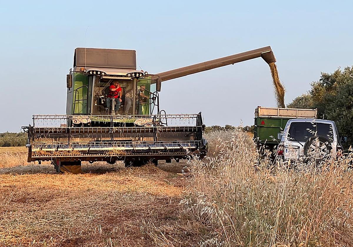 Una cosechadora trabaja en un campo de cereal.