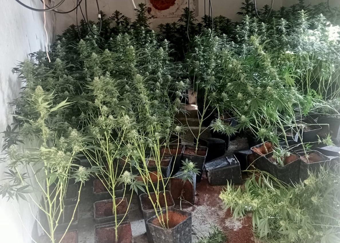 Imagen secundaria 1 - Descubren una plantación de marihuana tras el incendio de una vivienda en Pinos Puente