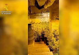 Desmantelan una plantación de marihuana oculta en el bajo de una vivienda en Nacimiento