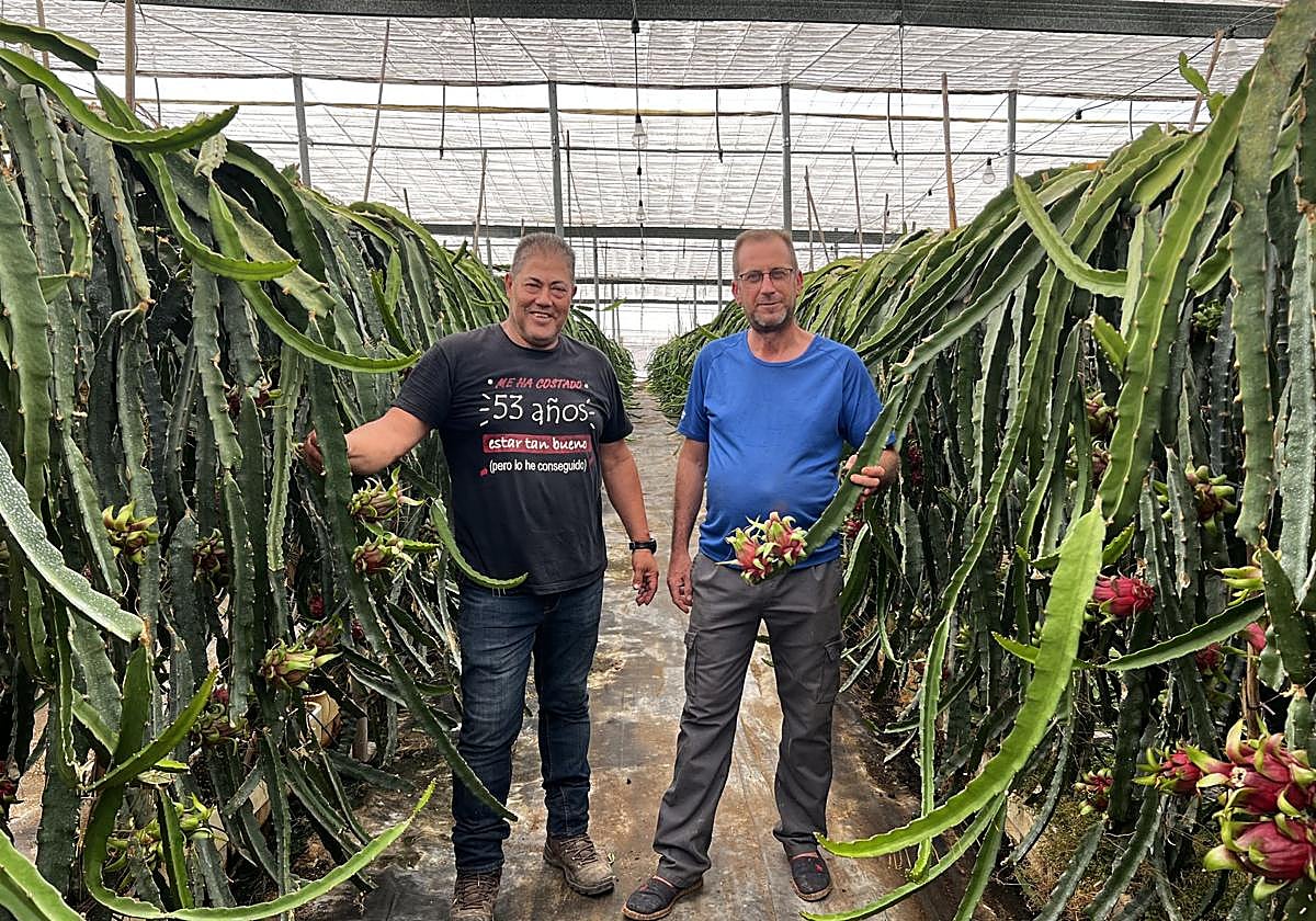 Esteban y Basilio en la finca de pitaya.