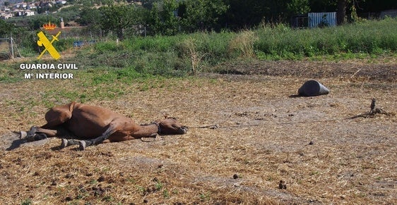 Deja abandonados a sus caballos sin agua, sin comida, al sol y atados por el cuello