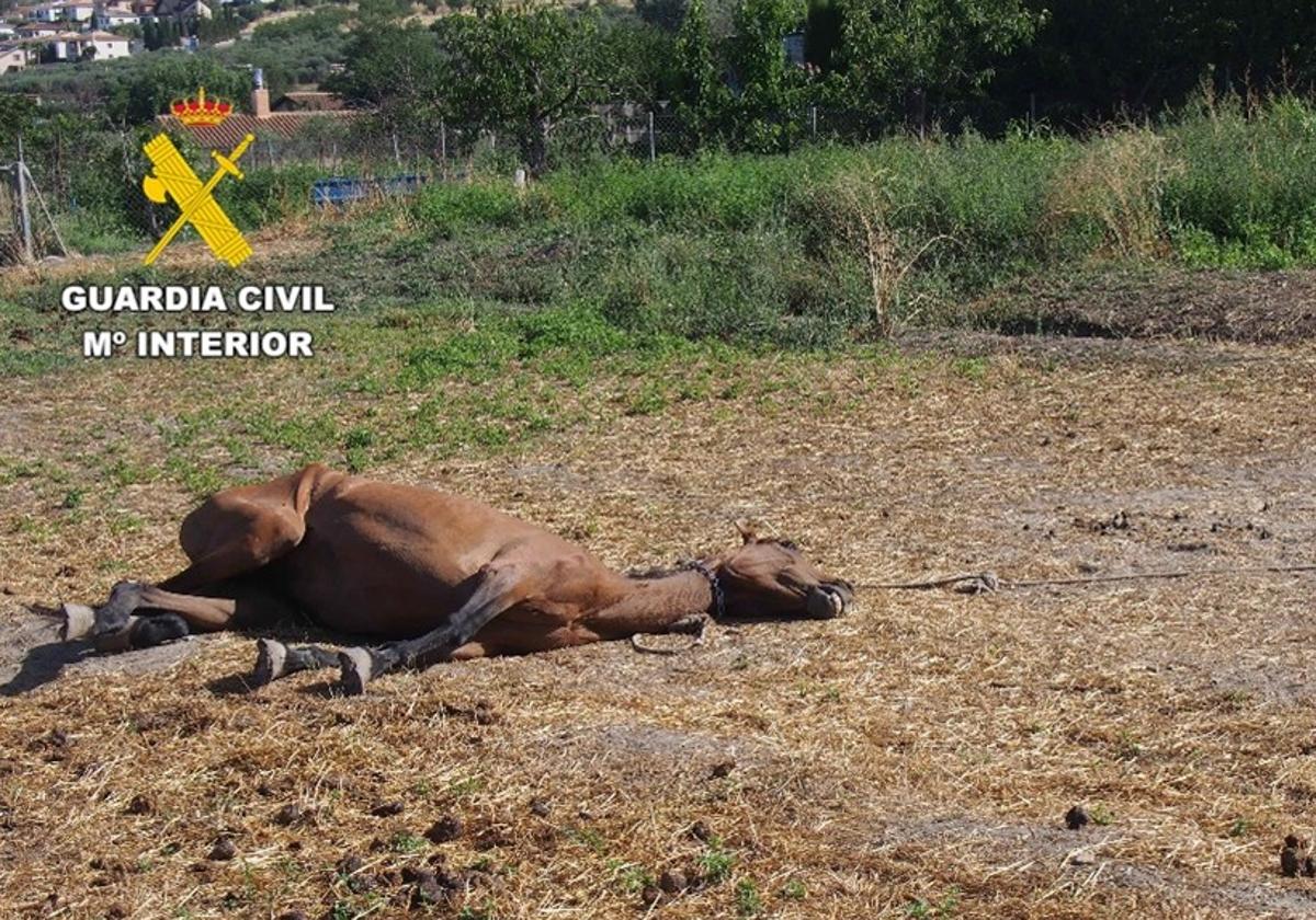 Deja abandonados a sus caballos sin agua, sin comida, al sol y atados por el cuello
