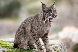 Condenado el guarda de un coto a dos años de cárcel por colocar lazos en los que murió un lince