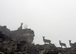 Varios ejemplares de cabra montés en Sierra Nevada.