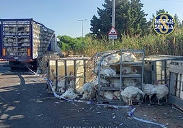 Vuelca un camión cargado de pavos en Sevilla