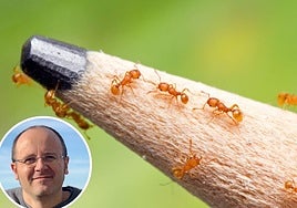 Varios ejemplares de la pequeña hormiga de fuego.