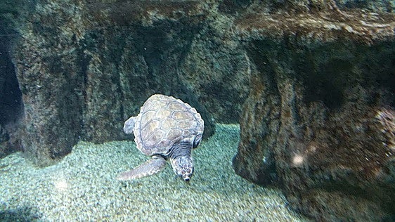 La introducción ilegal de especies protegidas puede ser una amenaza a la biodiversidad en Almería