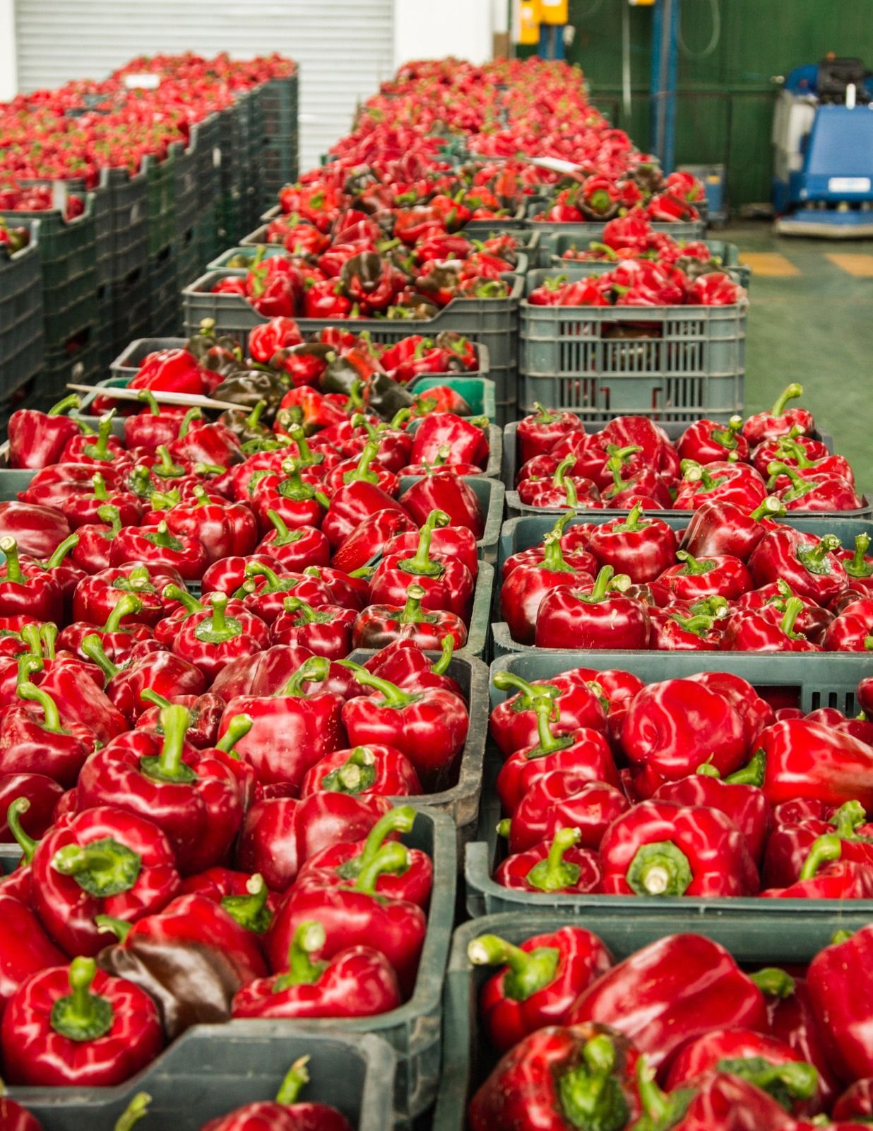 Pimiento rojo dispuesto en cajas en un almacén para ser comercializado.