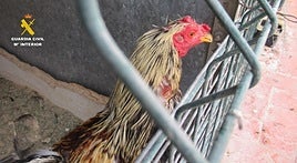 Uno de los gallos encontrados.