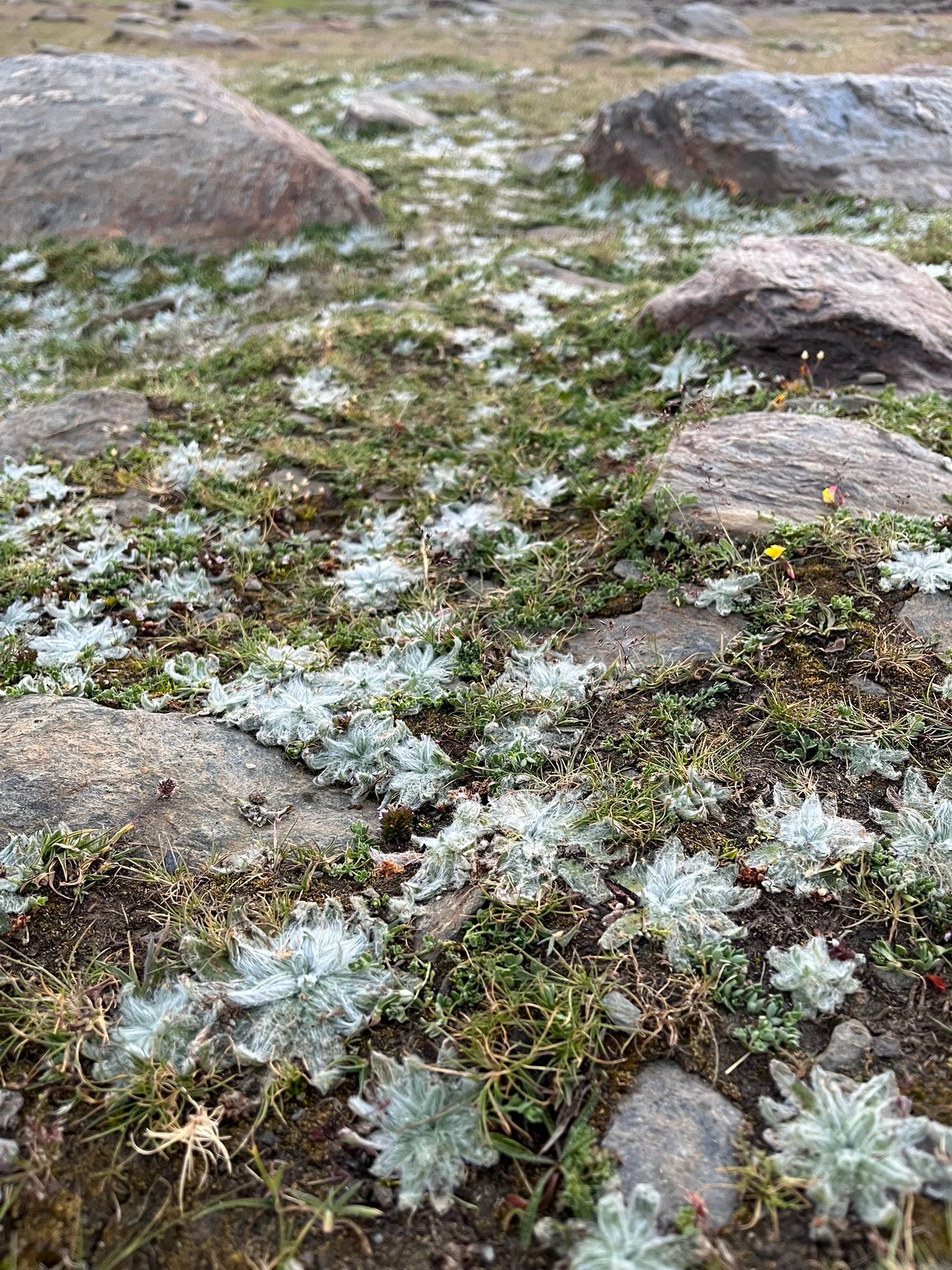 Las bellas imágenes de la romería más alta de España