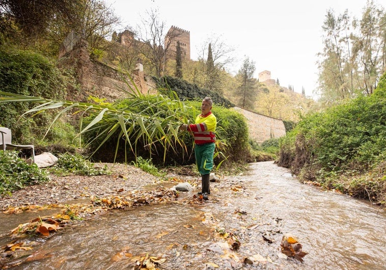 Así va a ser el gran desbroce manual del tramo urbano de los ríos Darro y Monachil