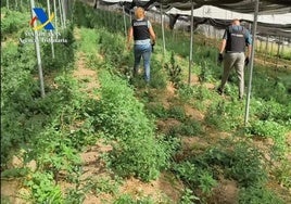 Cae la finca granadina con un súper invernadero de marihuana