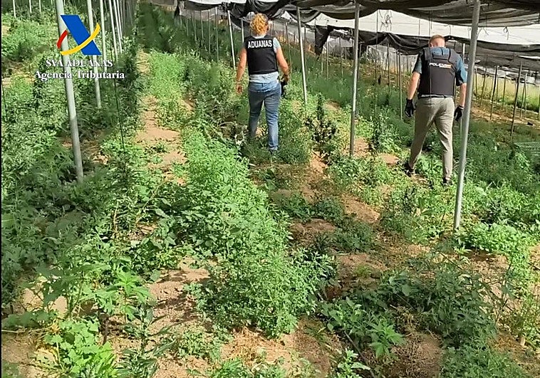 Cae la finca granadina con un súper invernadero de marihuana