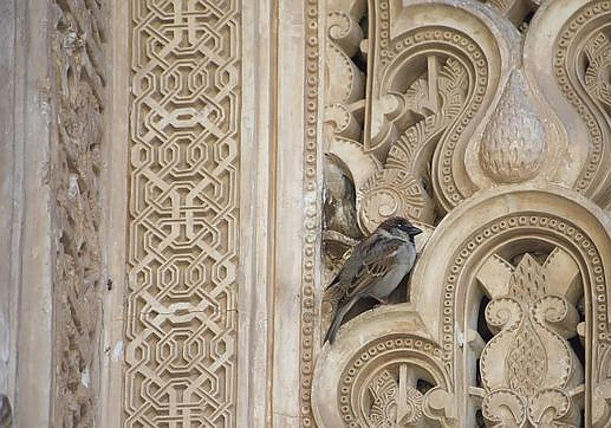 Los vencejos de la Alhambra