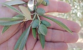 Fruto afectado por la sequía.